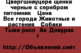Цвергшнауцера щенки черные с серебром питомник › Цена ­ 30 000 - Все города Животные и растения » Собаки   . Тыва респ.,Ак-Довурак г.